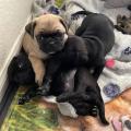 Продам щенка Канада, Нью-Брансуик , pug puppies