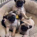 Продам щенка США, Техас Даллас , pug puppies