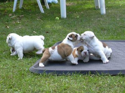 Продам щенка Английский бульдог, akc english bulldog puppies - championship bloodlines health guaranted  call/text  (480) 382-5372 - США, Аризона, Феникс. Цена 350 долларов