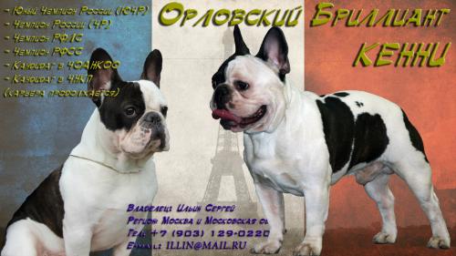 Ищу суку для вязки Французский бульдог - Россия, Москва. Цена 10000 рублей