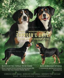 Продам щенка Энтлебухер зенненхунд - Россия, Московская область. Цена 50000 рублей