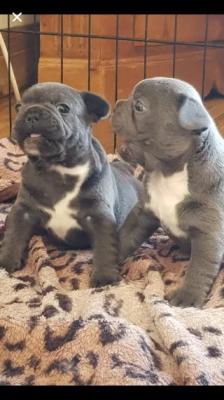 Продам щенка , french bulldog - Азербайджан, Баку, Lupburg. Цена 360 евро