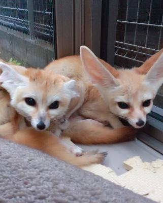 Продам щенка Другая порода/смешанная, fennec fox - Украина, Киев. Цена 1600 долларов