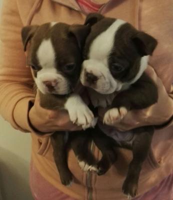 Продам щенка , boston terrier - Чехия, Пльзень. Цена 250 евро