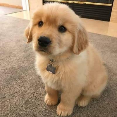 Продам щенка , golden retriever - США, Вашингтона. Цена 400 долларов