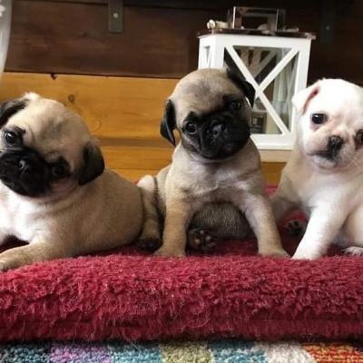 Продам щенка , pug puppies - Канада, Альберта. Цена 500 долларов