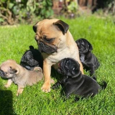 Продам щенка , pug puppies - Великобритания, Килмарнок. Цена 500 евро