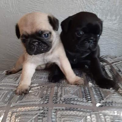 Продам щенка , pug puppies - США, Мэриленд. Цена 500 долларов