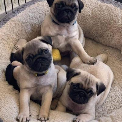 Продам щенка , pug puppies - США, Пенсильвания. Цена 500 долларов