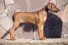 Продам щенка Belarus, Vitebsk Rhodesian Ridgeback