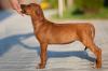 Продам щенка Belarus, Vitebsk Rhodesian Ridgeback