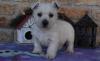 Продам щенка Finland, Helsinki West Highland White Terrier