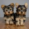 Продам щенка Malta, Valletta Yorkshire Terrier