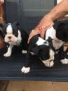 Продам щенка Malta, Valletta Boston Terrier