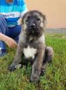 Продам щенка Slovenia, Novi Sad Caucasian Shepherd Dog