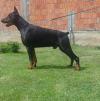 Продам щенка Slovenia, Belgrade Doberman