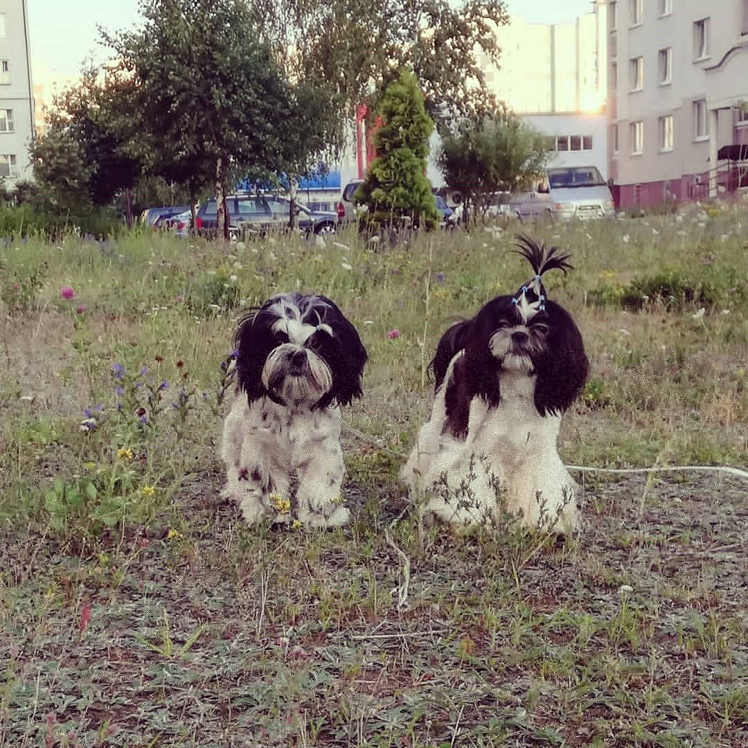 Продам щенка Беларусь, Гродно Ши-тцу