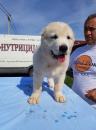 Продам щенка Slovenia, Novi Sad Central Asia Shepherd Dog