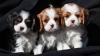 Продам щенка Uzbekistan, Samarkand , Cavalier King Charles Spaniel Puppies