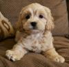 Продам щенка Belgium, Antwerp , Cockapoo Puppies