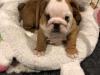 Продам щенка Spain, Madrid English Bulldog