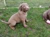 Продам щенка Sweden, Stockholm Chesapeake Bay Retriever