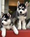 Продам щенка Czech Republic, Bratislava , Siberian Husky Puppies