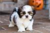 Продам щенка Azerbaijan, Azerbaijan Shih Tzu