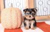 Продам щенка Spain, Barcelona Yorkshire Terrier