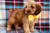 Продам щенка Tajikistan, Istaravshan Other breed, Cockapoo Puppies