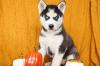 Продам щенка Armenia, Armenia Haski, Siberian Husky Puppies