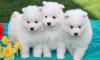 Продам щенка Russia, Barrow Samoyed dog (Samoyed)