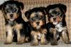 Продам щенка Netherlands, Amsterdam Yorkshire Terrier