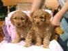 Продам щенка Ukraine, Lvov Other breed, Cockapoo Puppies