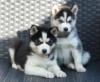 Продам щенка Tajikistan, Istaravshan Other breed, Siberian Husky Puppies