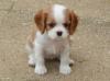 Продам щенка Georgia, Kutaisi King Charles Spaniel