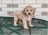 Продам щенка Ukraine, Kiev Other breed, Cockapoo Puppies