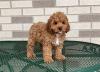 Продам щенка Belarus, Minsk Other breed, Cockapoo Puppies