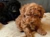 Продам щенка Bulgaria, Sofia Toy-poodle