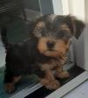 Продам щенка Ireland, Dublin Yorkshire Terrier