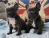 Продам щенка Ireland, Dublin French Bulldog