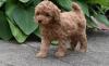 Продам щенка Azerbaijan, Lankaran Poodle