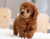 Продам щенка Germany, Nuremberg Toy-poodle