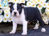 Продам щенка Armenia, Armenia Boston Terrier