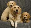 Продам щенка Ireland, Dublin Golden Retriever