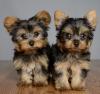 Продам щенка Spain, Gijon Yorkshire Terrier