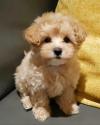 Продам щенка Azerbaijan, Lankaran Other breed, Maltipoo