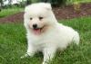 Продам щенка Uzbekistan, Fergana Samoyed dog (Samoyed)