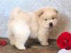 Продам щенка Russia, Blagoveshchensk Chow Chow