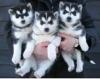 Продам щенка Azerbaijan, Azerbaijan Haski, Siberian Husky Puppies